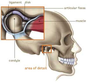Illustration of the TMJ joint
